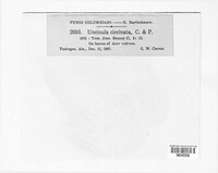 Takamatsuella circinata image
